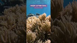 Massive Finger leather Coral in the Wild shorts ocean aquarium nature coral [upl. by Lundgren139]