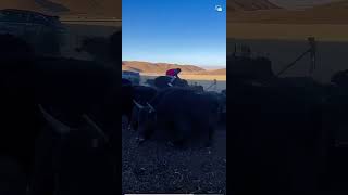 Yakking animals tibetan funny shorts [upl. by Anuahsal]