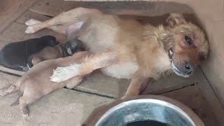 Mother Dog Got Poisoned But Spend Last Energy Lifting Her Head Beg To Save Her Puppies [upl. by Hough776]