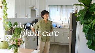 Relaxing day of Houseplant Maintenance  care tips watering updates [upl. by Ainoet]