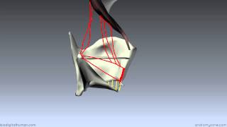 Muscles of the Larynx  Part 2  3D Anatomy Tutorial [upl. by Ester]