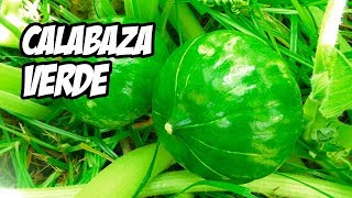 Como Cultivar Calabaza Verde o Zapallito de Tronco Trucos y Consejos  La Huerta de Ivan [upl. by Lisle652]