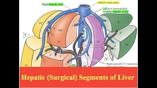 Hepatic Surgical Segments of Liver [upl. by Trutko]