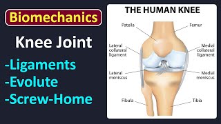 Biomechanics of knee joint LEC 4 [upl. by Nagiam]