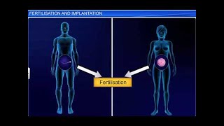 CBSE Class 12 Biology Human Reproduction – 4 Fertilization and Implantation [upl. by Christie]