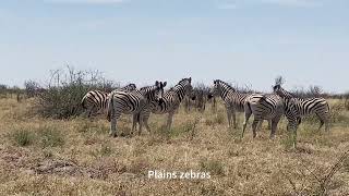 Makgadikgadi Pans National Park [upl. by Ednew]