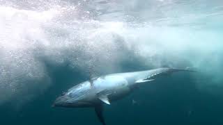 Fishing for Giant Bluefin Tuna off Cape Cod Massachusetts [upl. by Vicky]