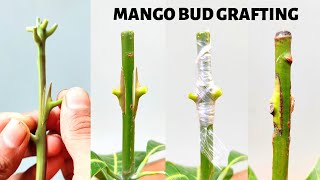 Mango Bud grafting new technique how to graft mango graft tree [upl. by Stromberg]