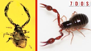 50 MillionYearOld Pseudoscorpion Found Trapped in Amber  7 Days of Science [upl. by Blinnie]