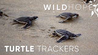 Tracking the “Lost Years” of Leatherback Sea Turtles  WILD HOPE [upl. by Ahsela]