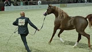 katara horse festival Doha Qatar 🇶🇦 arabianhorse horselover doha horsedoha dohaqatar horse [upl. by Ettelorahc]