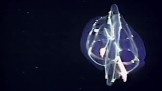 Strange Jellyfish Glowing in the Ocean Deep  The Trials of Life  BBC Earth [upl. by Fulks]