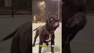 Cane Corso Vs Kangaroo  Who will Win 😎 [upl. by Alegnat]