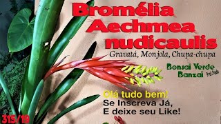 Bromélia Aechmea nudicaulis para você [upl. by Thormora]