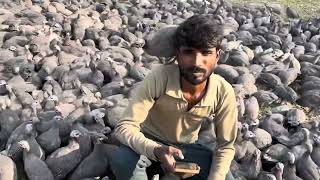 Guinea fowl farming is possible in Jammu Kashmir plz comment [upl. by Hgielak]