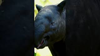 tapir sounds  tapir sound animals animalsouds animalnoises [upl. by Aerda]