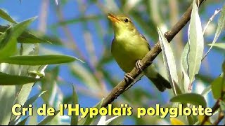 Cri de lHYPOLAIS POLYGLOTTE [upl. by Letha]