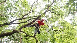 Tree Climbing DdRT with DMM Hitch Climber pulley  limb walking [upl. by Anglim363]