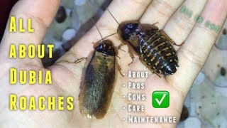 Almost EVERYTHING you need to know about Dubia Roaches amp their CARE [upl. by Nisaj]