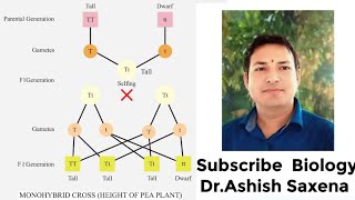 What is the genotype and phenotype ratio of a monohybrid cross [upl. by Rratsal129]