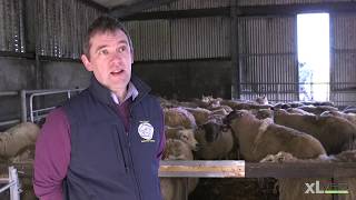 Pasteurella Pneumonia and Clostridial Disease  XLVets Sheep Roadshow 2020 [upl. by Mientao]