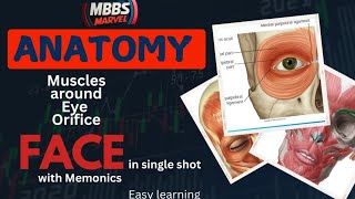 Face anatomy  muscles around eye orifice । Anatomy । First Year MBBS। MBBS Marvel [upl. by Wauters]