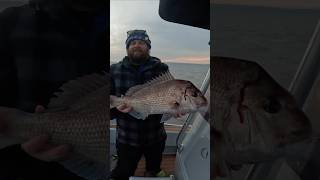 Big Western port snapper Who’s keen snapper snapperfishing snappers westernport [upl. by Nnyleimaj778]