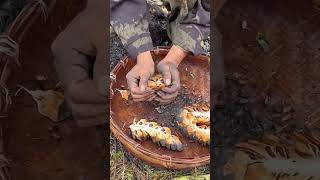 The process of collecting pine nuts from pine cones [upl. by Purity]