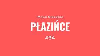 Płazińce [upl. by Eeclehc]