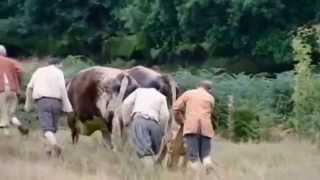 Medieval ploughing with Oxen Green Valley [upl. by Aikimat]