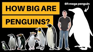 How Big Are Penguins Height  Weight Comparison [upl. by Mccord]