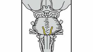 Neurologic Exam Cranial Nerves Anatomy  Cranial Nerve 6 [upl. by Lamok]