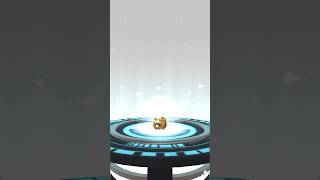 Evolving bidoof in Pokémon go shorts [upl. by Masha]