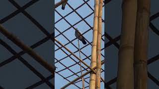 কবুতর নাক্কি মারতাসে বড় ভাই ❤️‍🩹🕊️ pigeon bird kabootar [upl. by Bella]