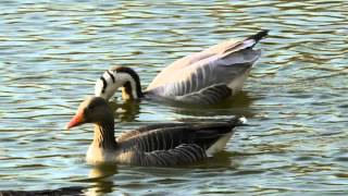 Barheaded Goose Anser indicus amp Greylag Geese Anser anser  Streifengans amp Graugans [upl. by Ellata]