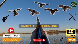 Duck Hunting  Gadwall  As It Video  0011 [upl. by Soinotna]