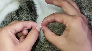 Flea popping and removing from cat [upl. by Claudelle]