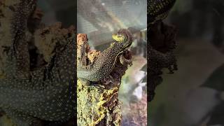 New Celebes Water Monitor short shorts shortvideo [upl. by Tanhya]