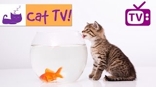 Cat TV  30 Min Fish Swimming in Tank Combined with Calming Music Engaging TV for Cats Ep 4 [upl. by Czarra131]