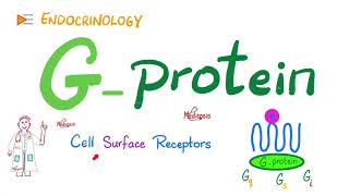 GProtein amp GProteinCoupled Receptors GPCR  Cell Surface Receptor  Physiology  Endocrinology [upl. by Yorgen]