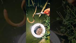 Wild Eel Fishing Technique – Pliers in Action 👀🐍 shorts eel [upl. by Yrakaz]