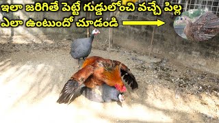 Guineafowl hen and chicken rooster  Young farmer A to Z Telugu [upl. by Imalda]