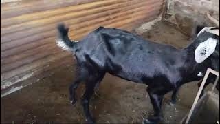 osmanabadi Goat available for selling kontyak no 9359344322 [upl. by Waldman]