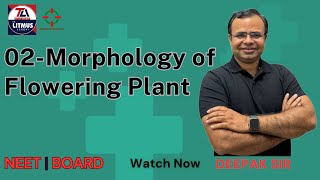 Morphology of Flowering Plants I 11 CLASS NCERT BASED I NEET BASED Morphology of Flowering Plants [upl. by Icart]