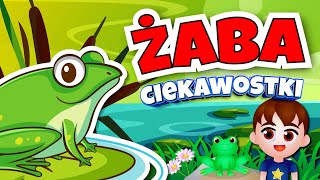 Kazio i ŻABY film edukacyjny dla dzieci 🐸 Ciekawostki o żabach 🐸 [upl. by Friedland]