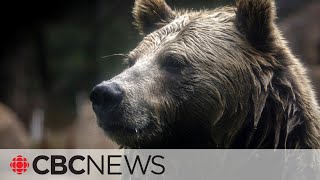 Rare grizzly bear attack in Alberta kills couple during backcountry hike [upl. by Pavior]