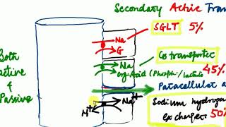 Physiology  Renal  2  SODIUM REABSORPTION Excretory System Physiology [upl. by Qirat]