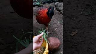 Tragopan czerwony tragopan satyra [upl. by Nyrrad]