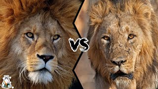 AFRICAN LION VS ASIATIC LION  Which is The Strongest [upl. by Nee]