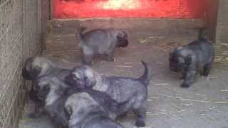 Sarplaninac Karabas Restelicki puppies 4 weeks old [upl. by Ruenhcs]